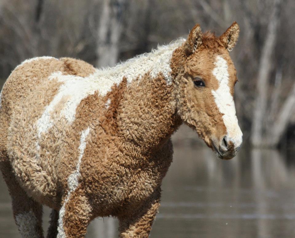 Bashir Curly Horse